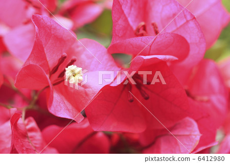 Bougainvillea Bougainvillea 6412980