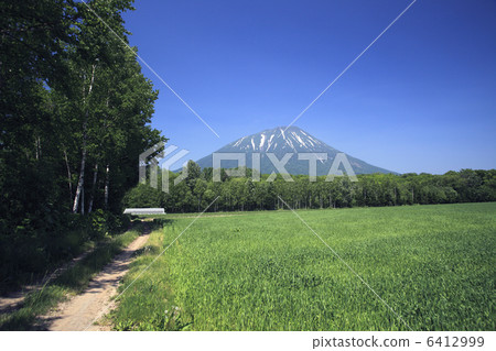 羊蹄山和田野 6412999