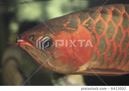 asian arowana 6413002