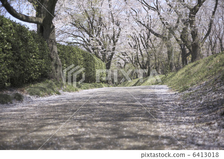 排櫻桃樹 6413018