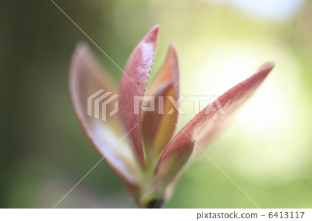 Sasanqua的萌芽 6413117