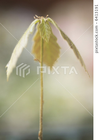 Quercus sprout 6413191