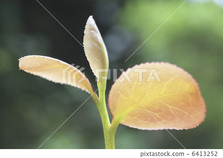 Sprout of Sasanqua 6413252