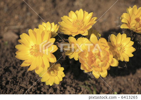 阿多尼斯 阿多尼斯 6413265