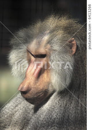 日本猴子 日本猴子 6413266