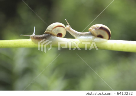 snails  6413282