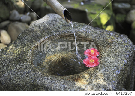 山茶花山茶花 6413297