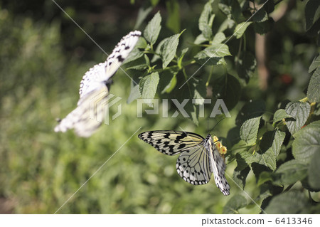 Who smokes Lantana's nectar 6413346