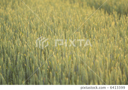 Wheat field of the morning glow rising Asahi Wheat field of the morning glow rising Asahi 6413399