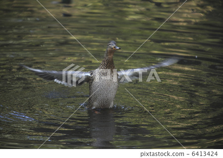 鳧 鳧 6413424