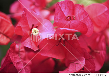Bougainvillea Bougainvillea 6413437