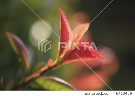 kannome mochi豆芽 6413439