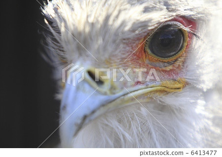 蛇鷲 蛇鷲 6413477