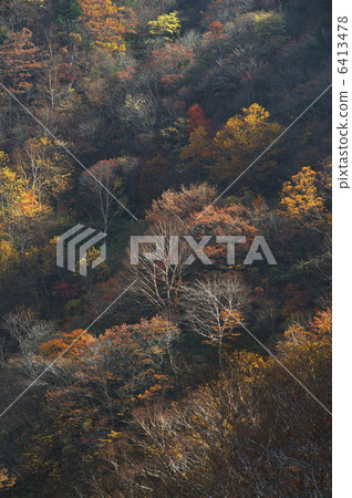 在Shiraito秋天附近的秋葉 在Shiraito秋天附近的秋葉 6413478