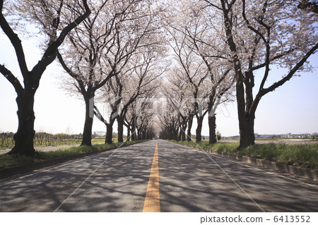 排櫻桃樹 6413552