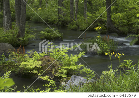 長瀨河和Sawa Goruma Saw 6413579