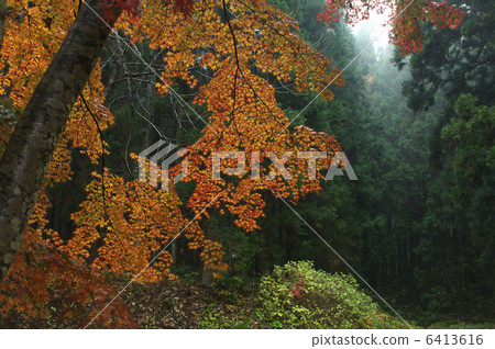 津市寺廟秋葉 6413616