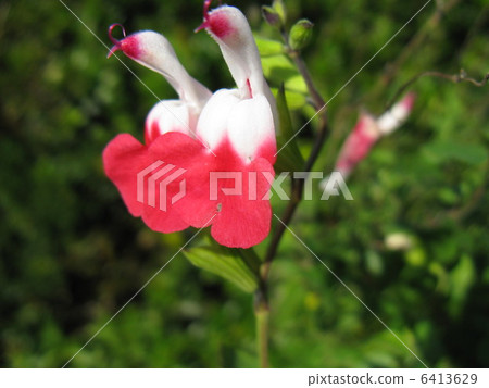 It is a lip-shaped flower that continues to bloom without a break from spring to autumn, It is a lip-shaped flower that continues to bloom without a break from spring to autumn, 6413629