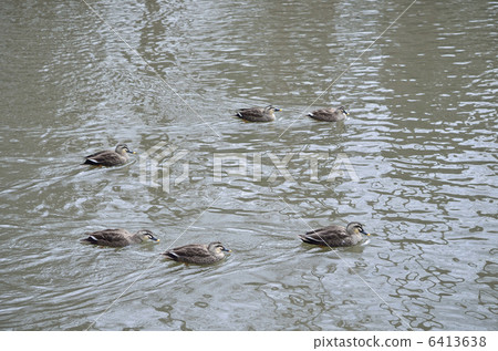 在Karagamo（淺鴨）/ Tokorozawa空中紀念公園 6413638