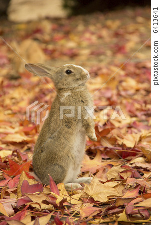 Autumn rabbit 6413641