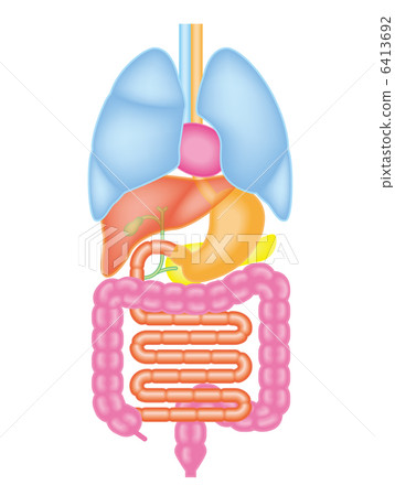 Structure of internal organs 6413692