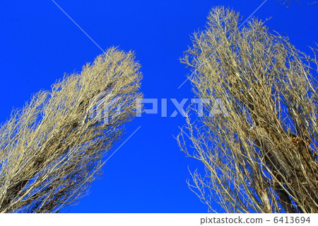 Poplar a tree Poplar a tree 6413694