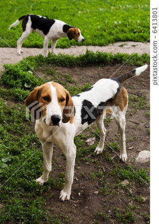 dogs 6413801