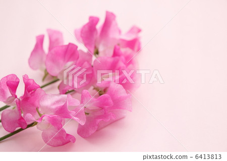 香豌豆 香豌豆 6413813