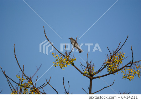 Brown-eared bulbul stay at Sendan tree Brown-eared bulbul stay at Sendan tree 6414211