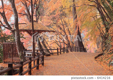 Autumn leaves of Konami River Autumn leaves of Konami River 6414216