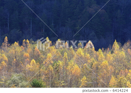 秋天的樹林 6414224