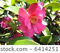 Camellia petals 6414251