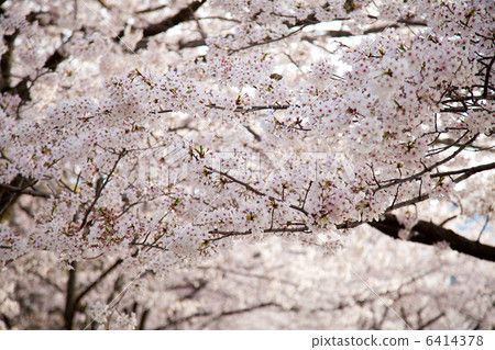 櫻花 櫻花 6414378