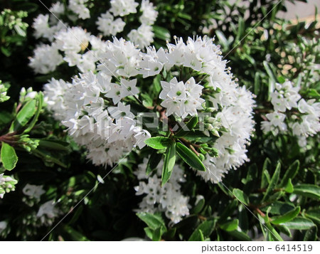 Hebe (green flash) 6414519