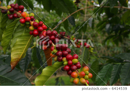 Coffee seeds Coffee seeds 6414539