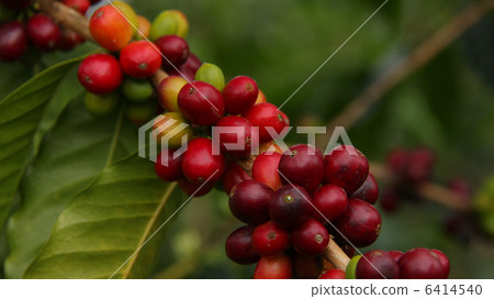 Coffee seeds Coffee seeds 6414540