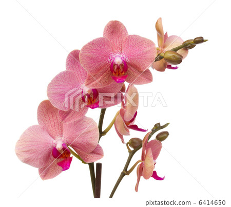 pink orchid flowers pink orchid flowers 6414650