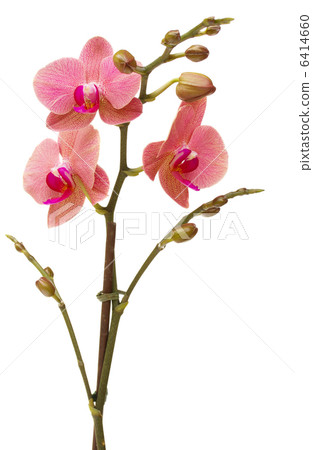 red orchid flowers 6414660