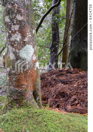 Forest/Winter [Vertical] 6414756