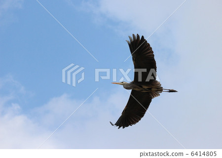 Gliding Gliding 6414805
