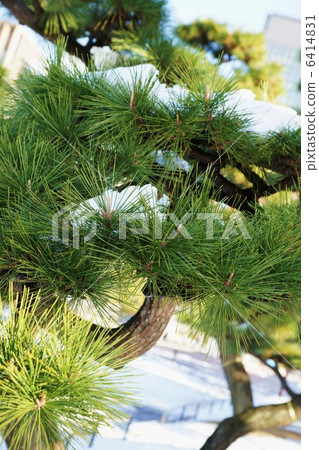 Snowy landscape in Tokyo · Snow in pine (Imperial Gaien) · Vertical position 6414831