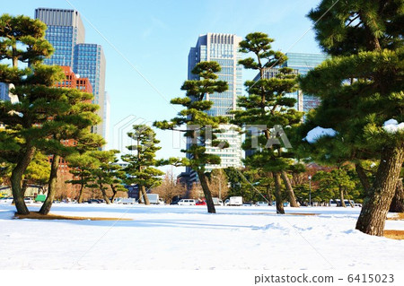 東京的雪域景觀·皇宮外松林的剩余雪景·水平位置 6415023