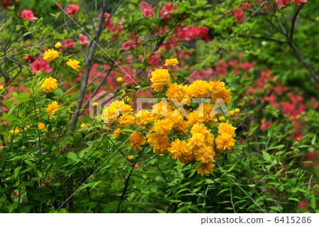 Yae Yamabuki的花 6415286