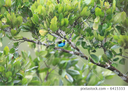 Nanairo Fu Kincho Nanairo Fu Kincho 6415333