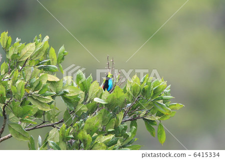 Nanairo Fu Kincho 6415334