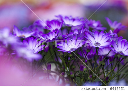 Cineraria Cineraria 6415351