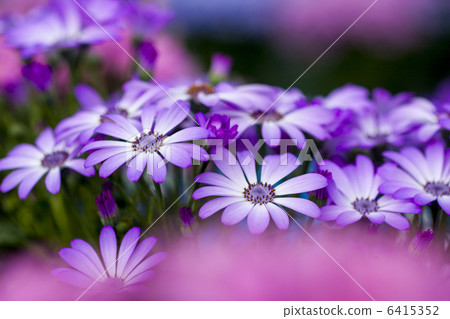 Cineraria Cineraria 6415352