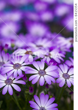 Cineraria Cineraria 6415354