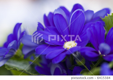 Cineraria Cineraria 6415384