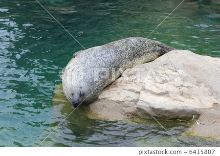 Nohohon密封。 6415807